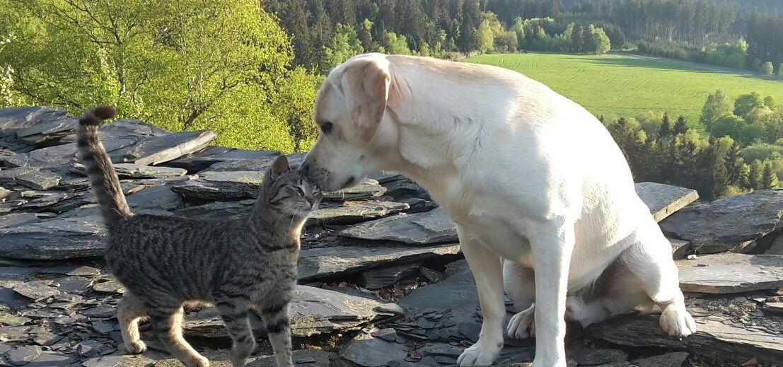 Hund schnuppert an Katze die sich an Hund anschmiegt